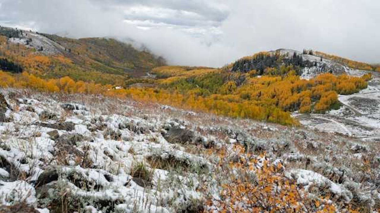 A view of tundra and yellow bushes with fog in the distance