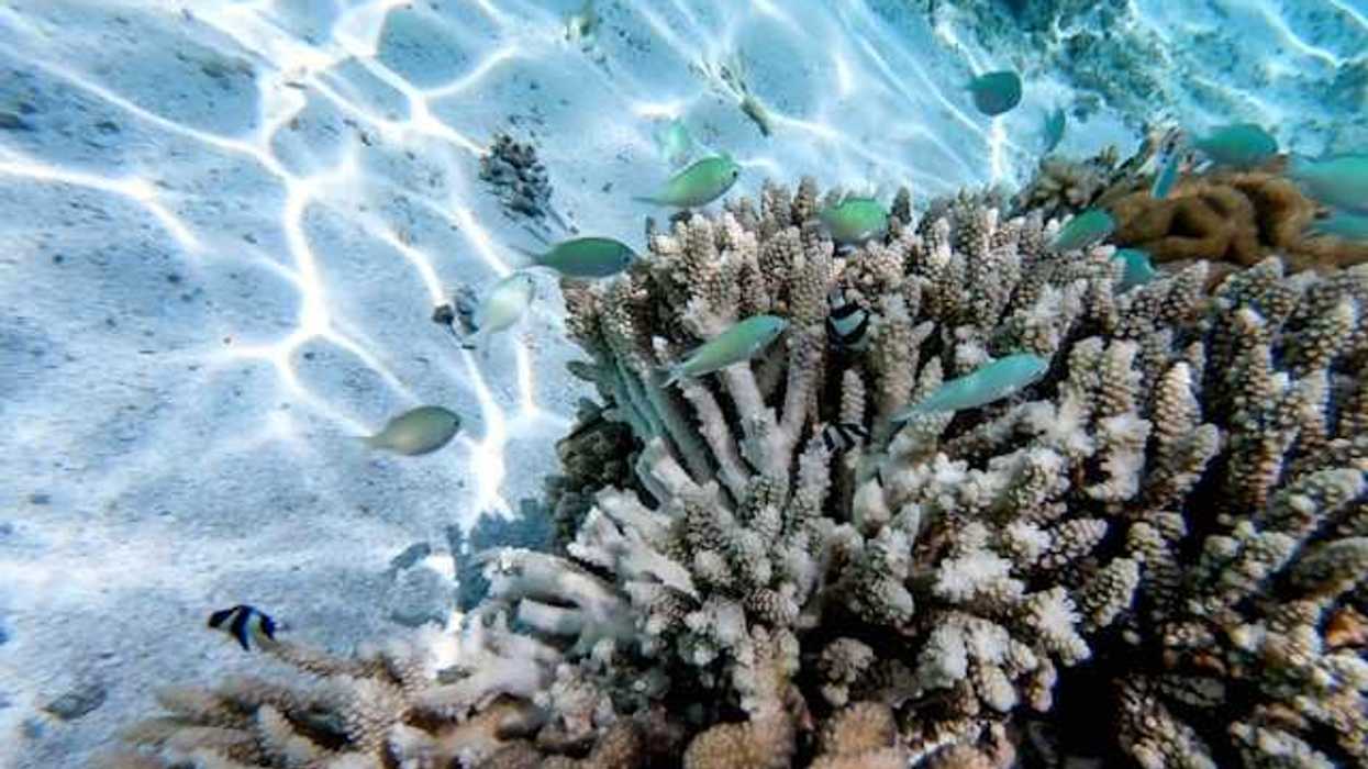 A view of white coral with small blue fish swimming over it