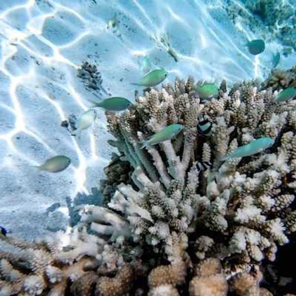 A view of white coral with small blue fish swimming over it