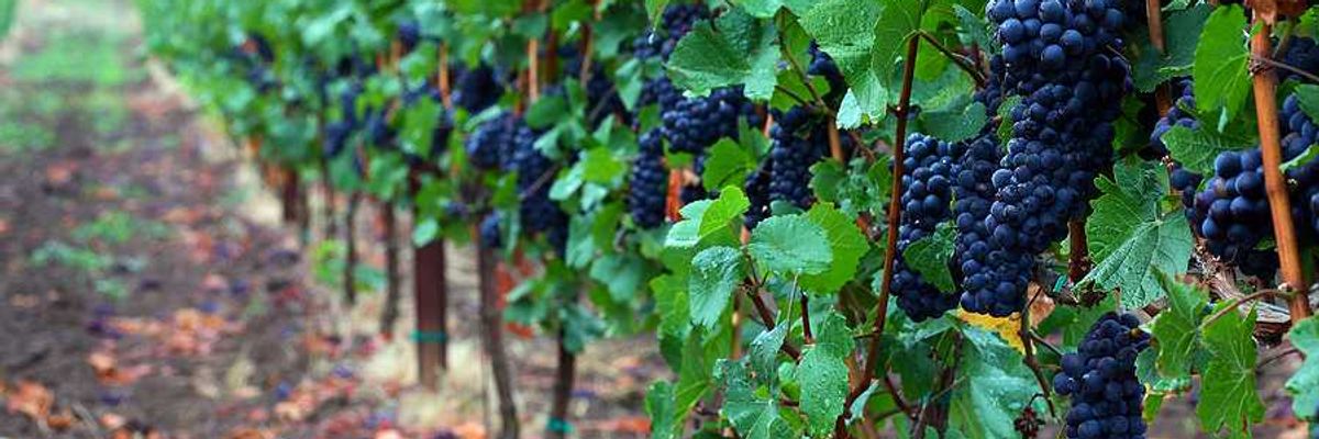 photo of A Japanese Pinot Noir town blessed by climate change now worries about the weather image