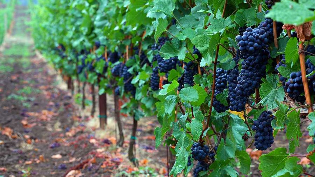 A vineyard with purple grapes hanging on the vines