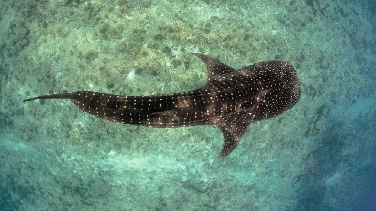 A whale shark viewed from above swimming in the ocean