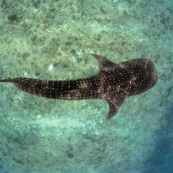 A whale shark viewed from above swimming in the ocean