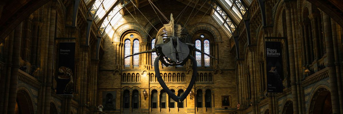 A whale skeleton in the halls of a museum