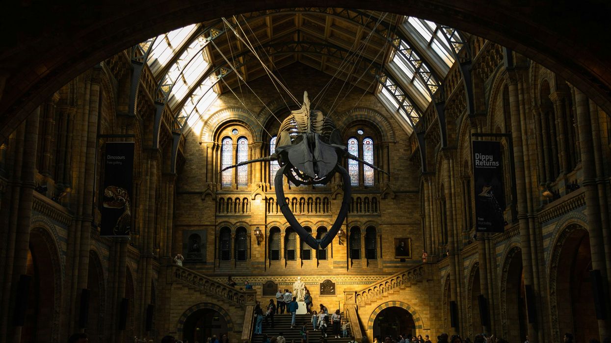 A whale skeleton in the halls of a museum