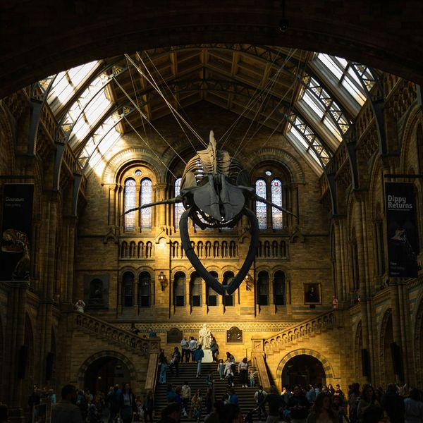 A whale skeleton in the halls of a museum