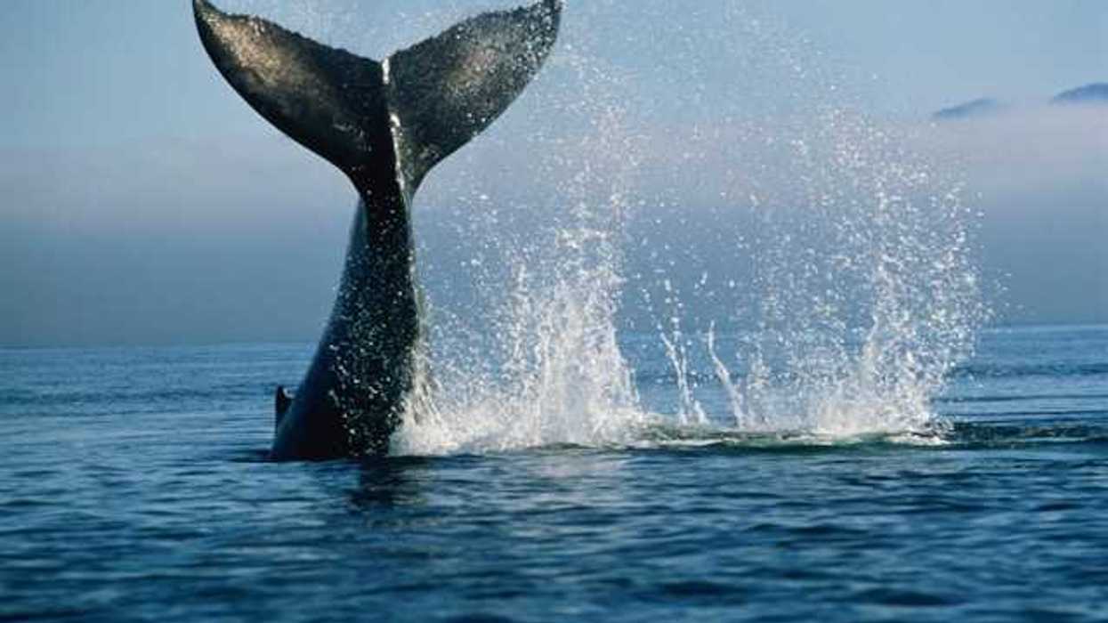 A whale slapping its tail on the surface of the ocean