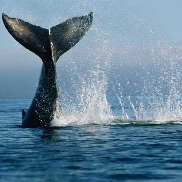 A whale slapping its tail on the surface of the ocean