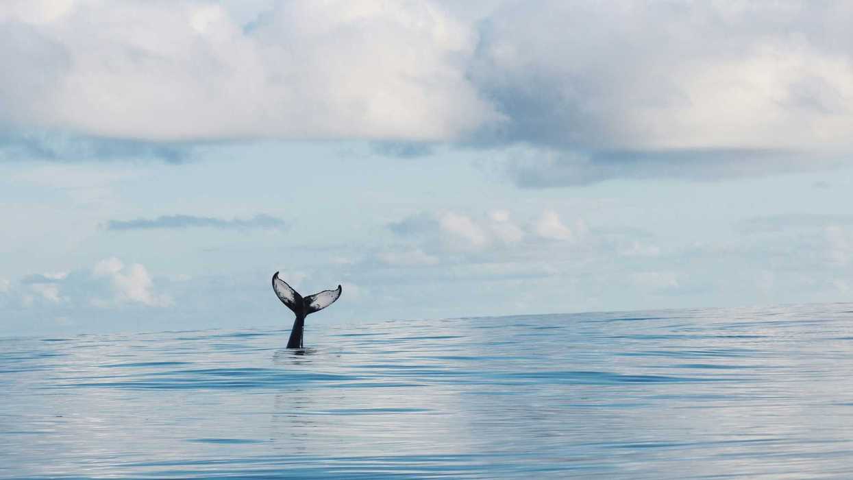 A whale tail emerging from the ocean on a cloudy day.