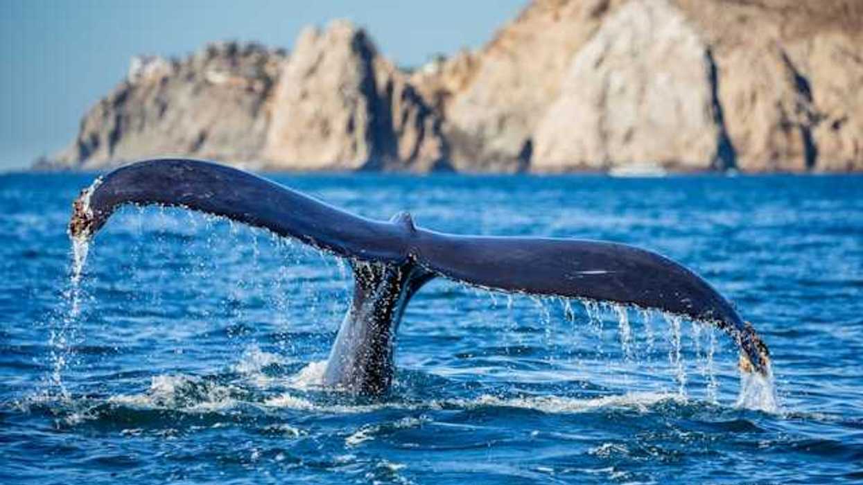 A whale tail sticking out of the ocean as the whale dives.