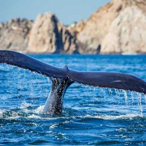 A whale tail sticking out of the ocean as the whale dives.