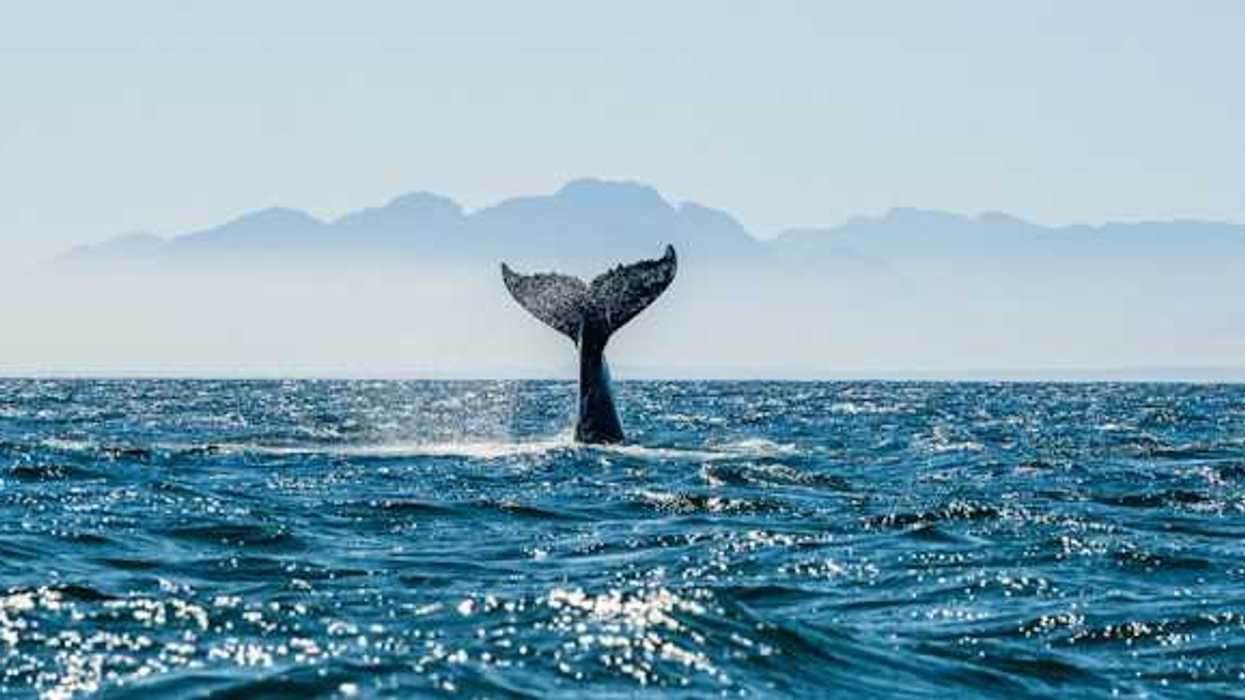 A whale with its tail sticking out of the ocean as it dives