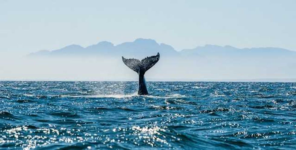 California creates first tribal-led marine protected areas