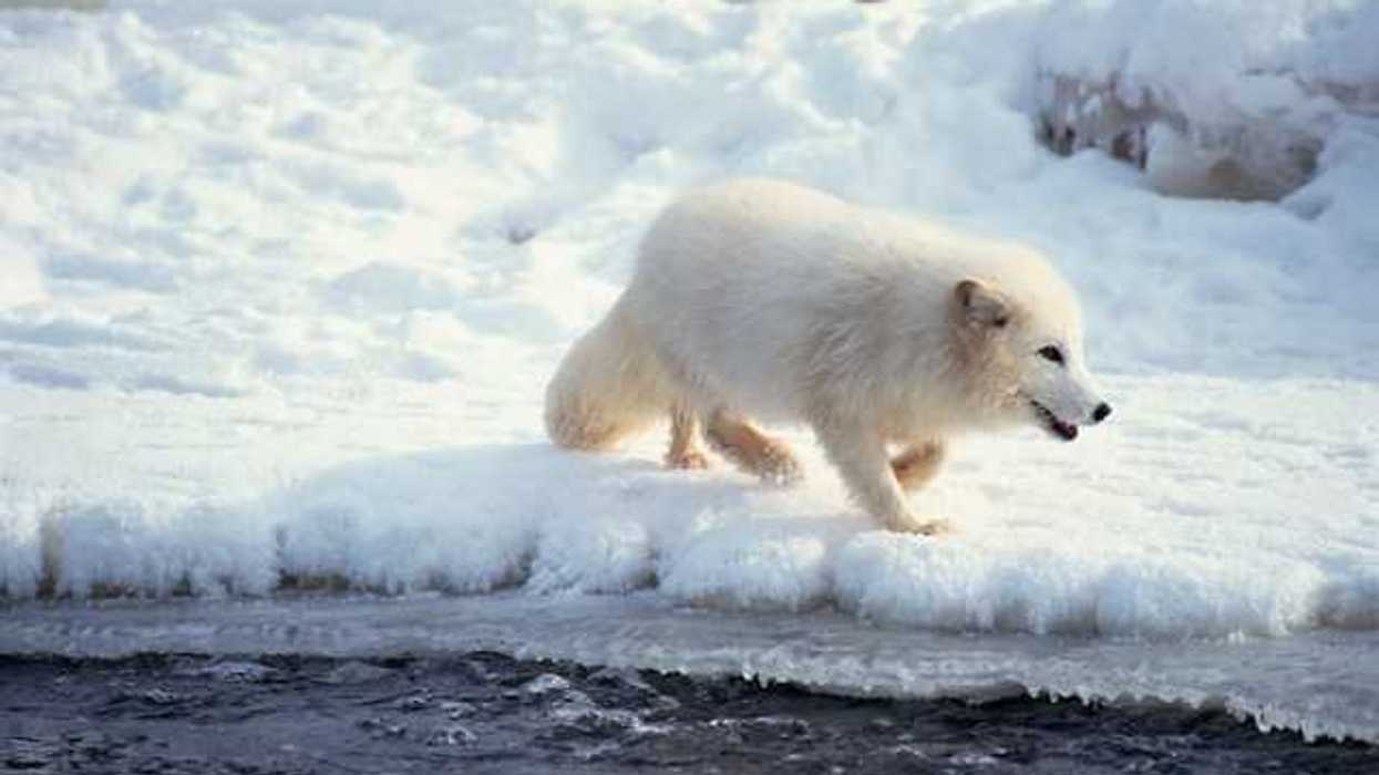A white Arctic fox walking in a snowy landscape