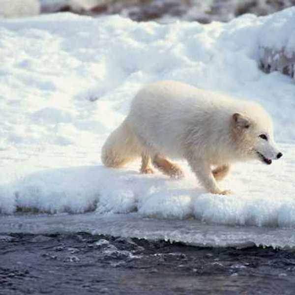 A white Arctic fox walking in a snowy landscape
