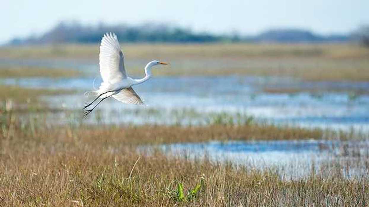 A white egret flying over a wetlands area