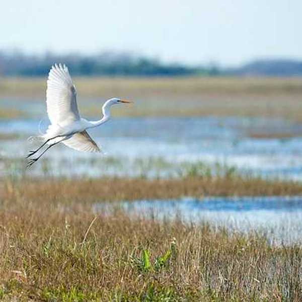 A white egret flying over a wetlands area
