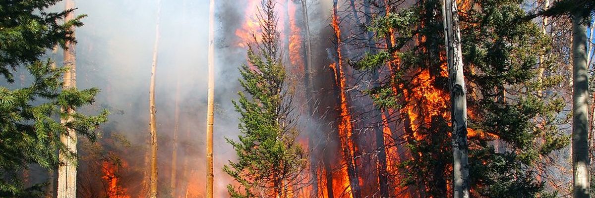 A wildfire burning in a dry forest.