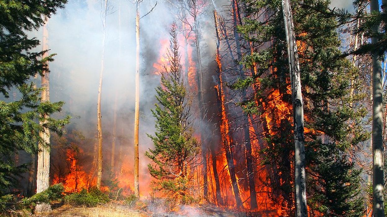 A wildfire burning in a dry forest.