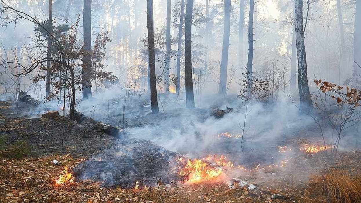 A wildfire burning through a forest with active flames and rising smoke