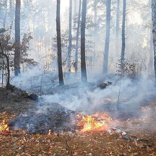 A wildfire burning through a forest with active flames and rising smoke