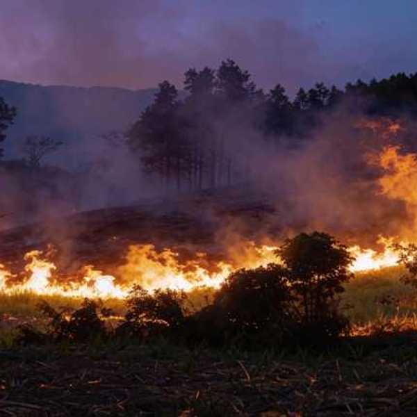 A wildfire moving across a darkened forest