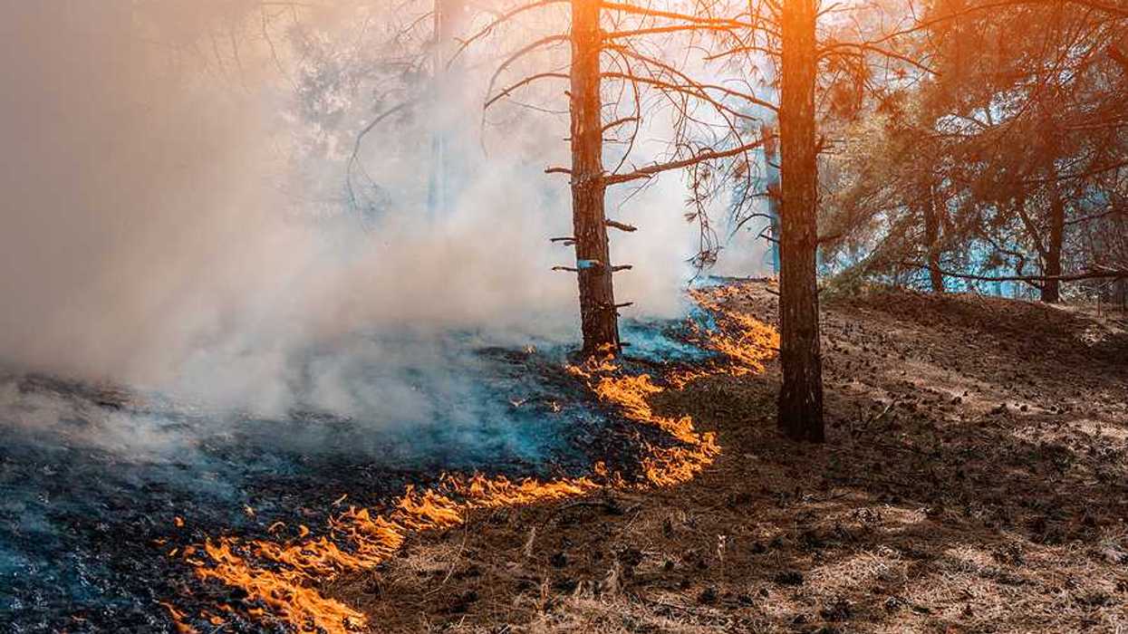 A wildfire moving through a forest