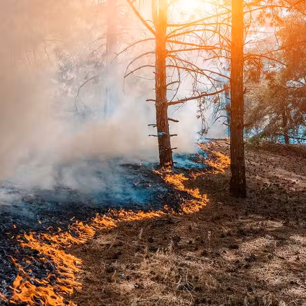 A wildfire moving through a forest