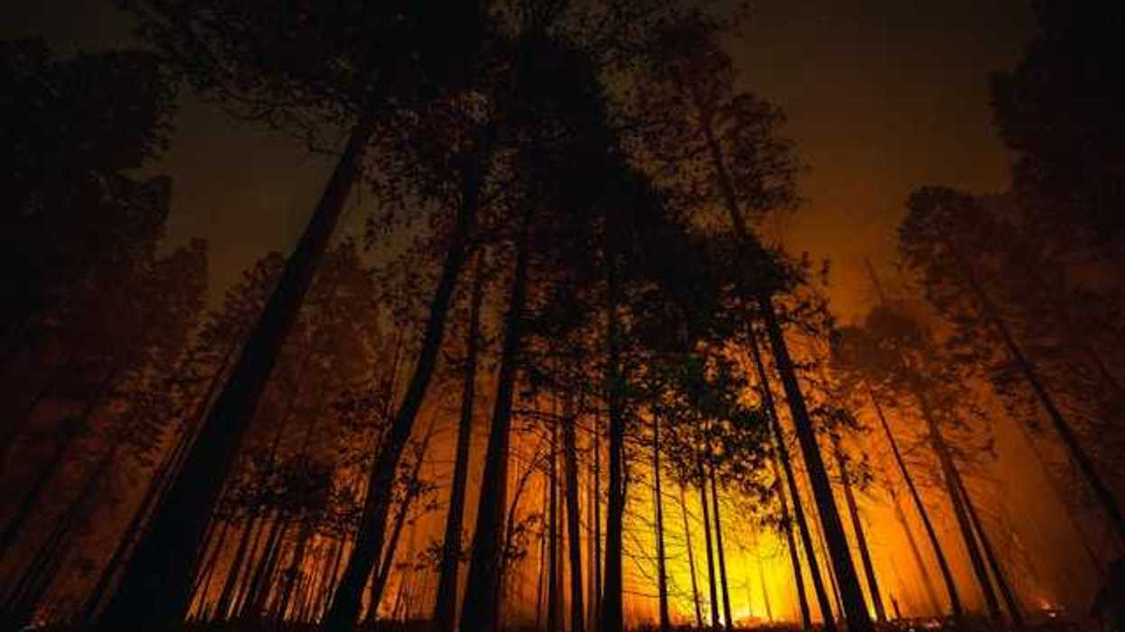 A wildfire silhouetted by forest trees