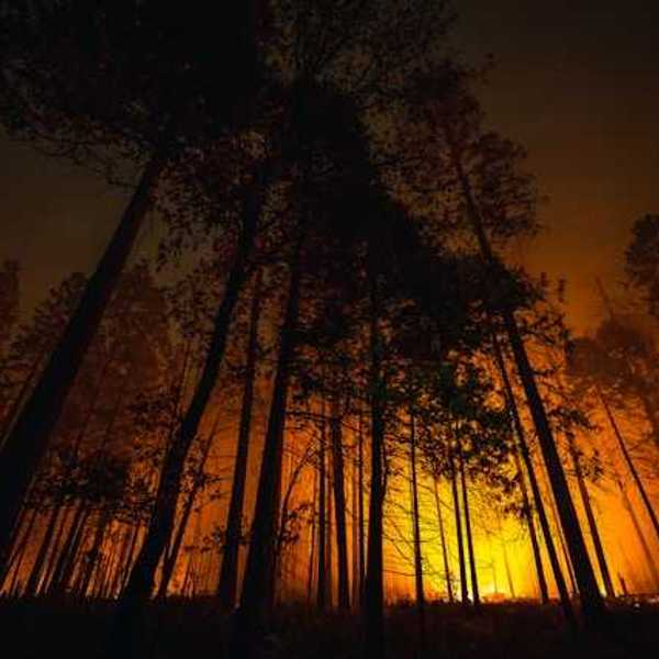 A wildfire silhouetted by forest trees