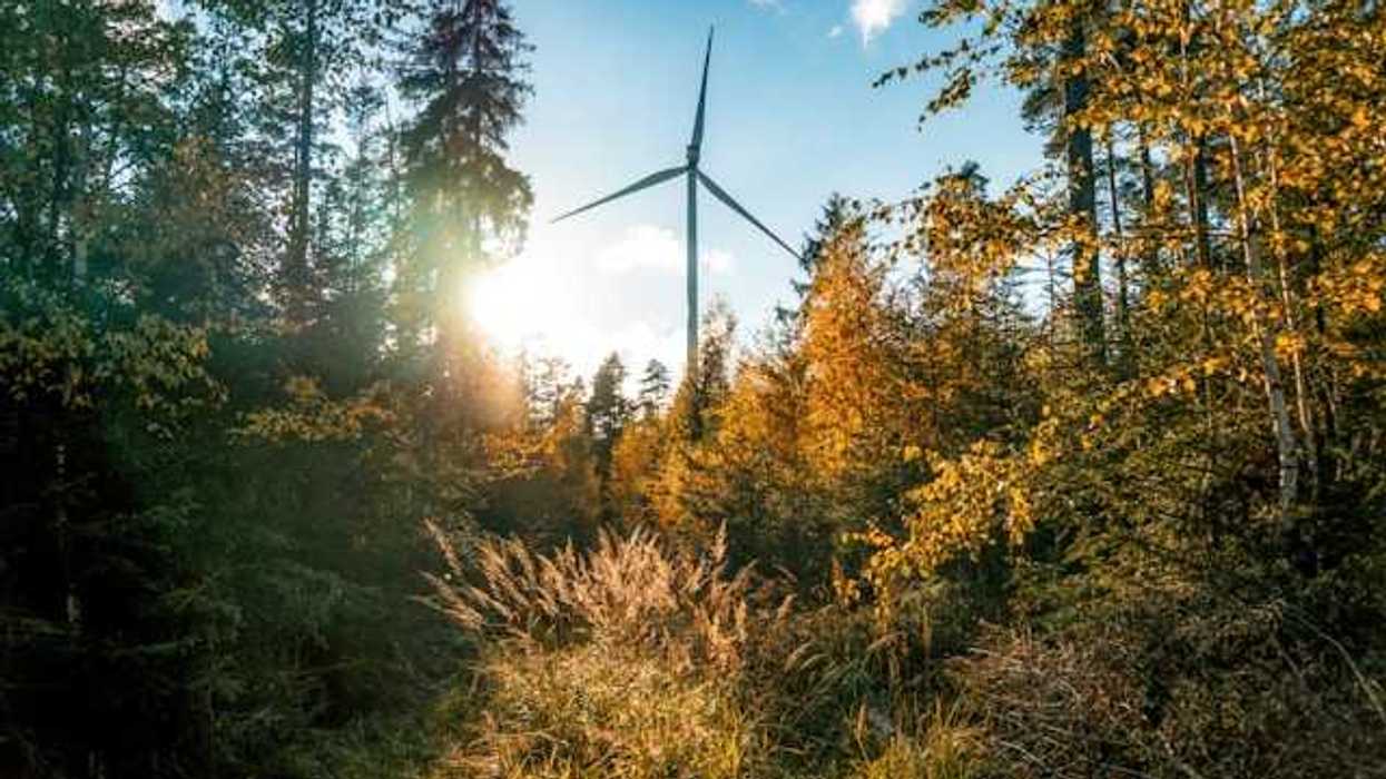 A wind turbine towering over a forest