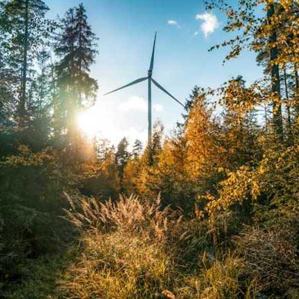 A wind turbine towering over a forest
