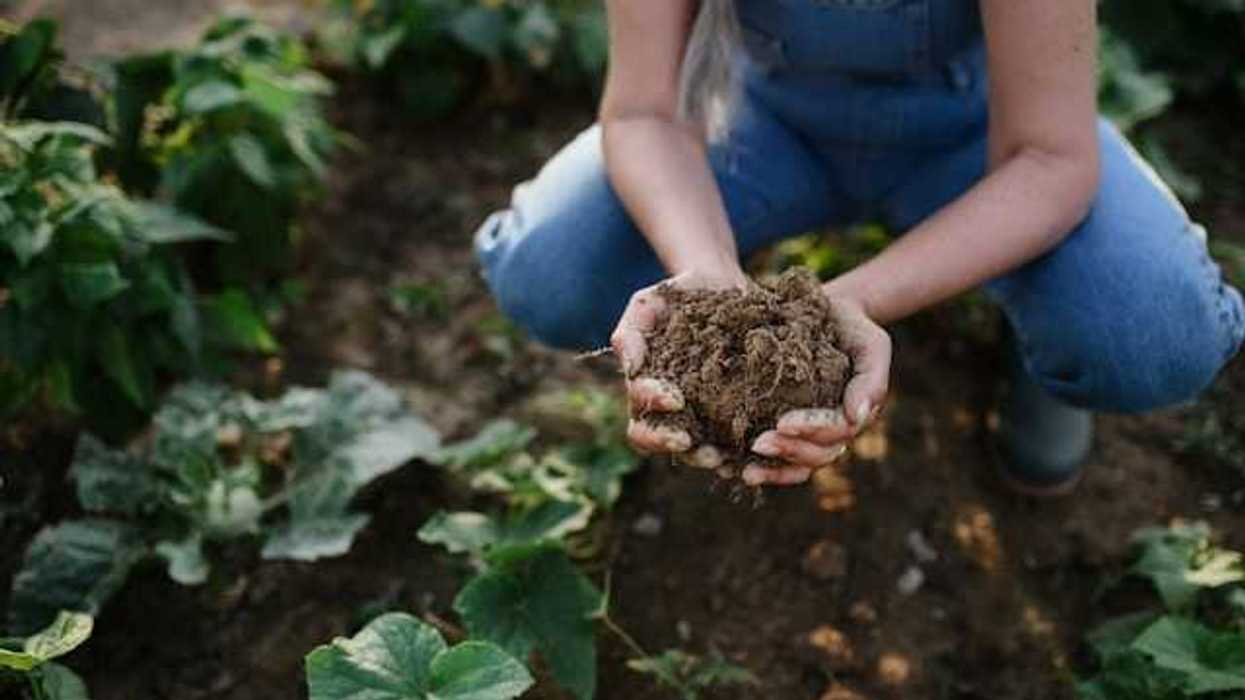 A woman crouching in a farm field holding a bunch of soil in her hands