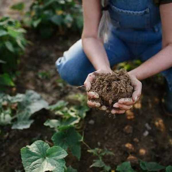 A woman crouching in a farm field holding a bunch of soil in her hands