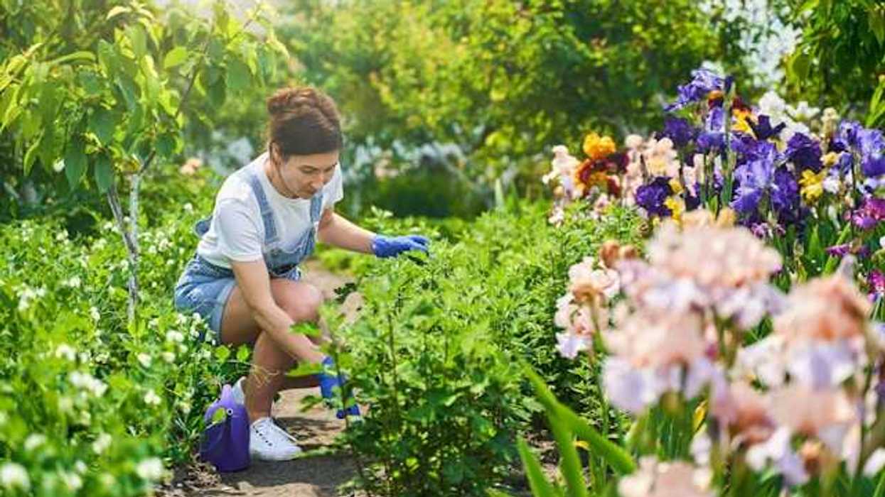 A woman crouching in a row of flowers