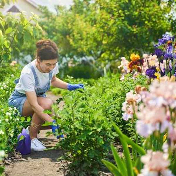 A woman crouching in a row of flowers