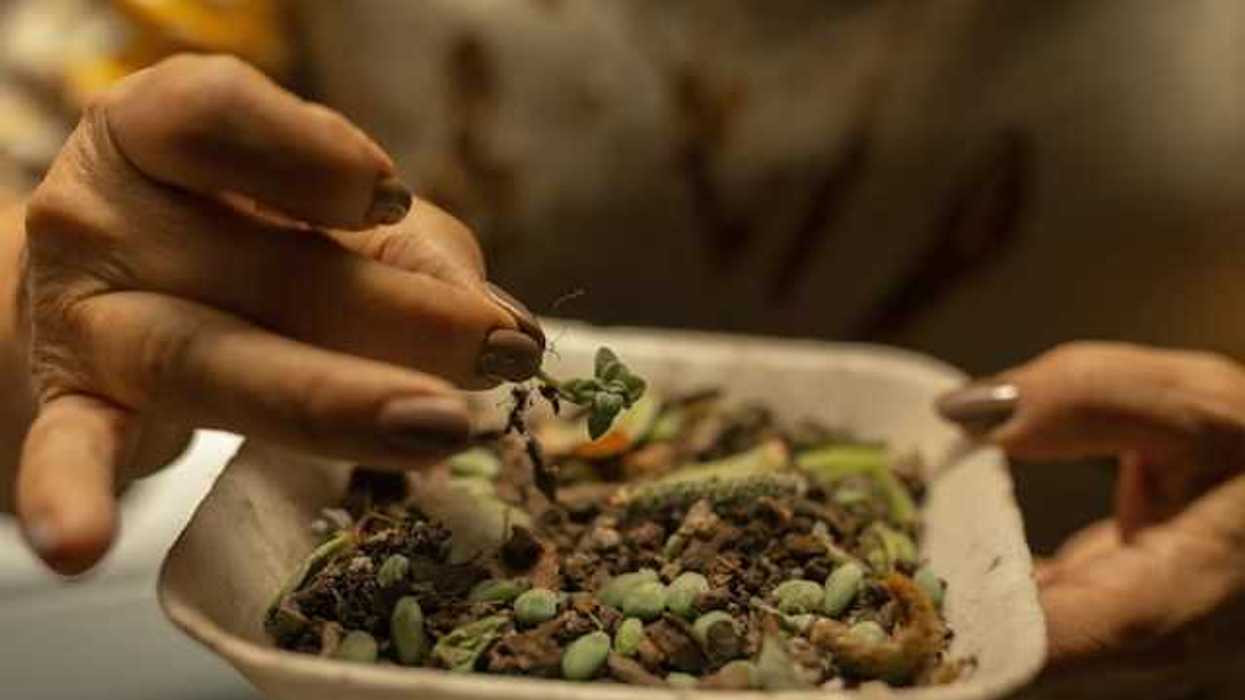 A woman's hand holding a tray with soil and plants on it