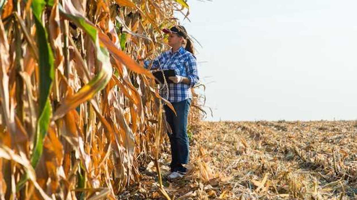 A woman standing next to brown and dried corn stalks