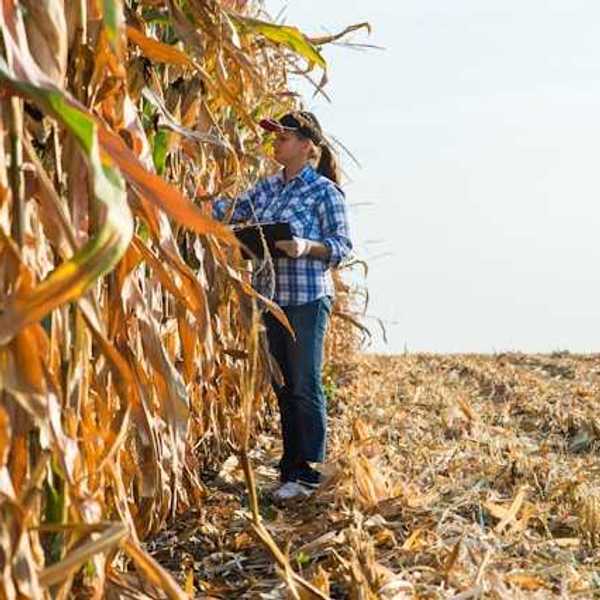 A woman standing next to brown and dried corn stalks