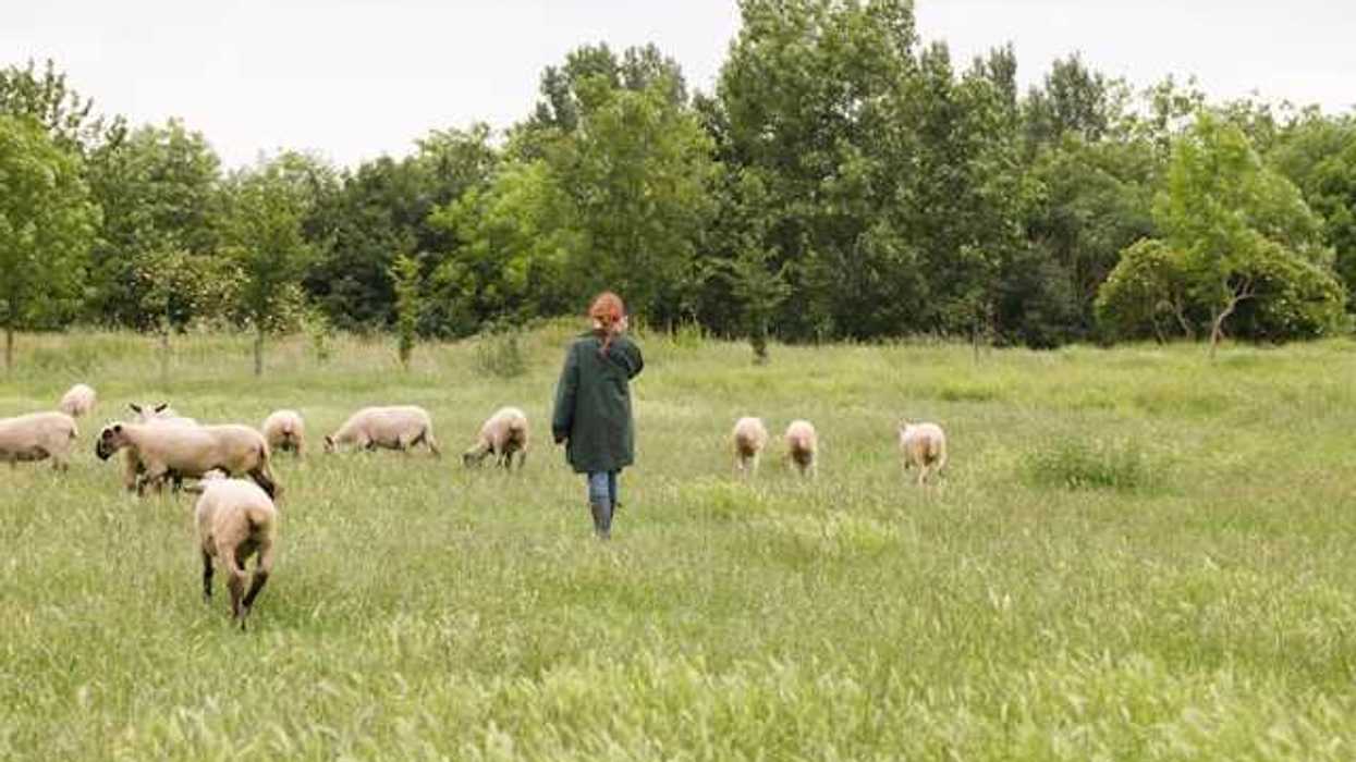 A woman walking in a field with a group of sheep