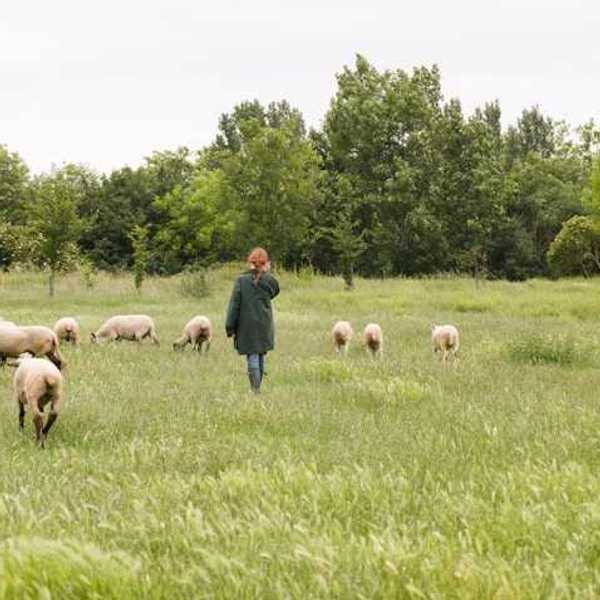 A woman walking in a field with a group of sheep