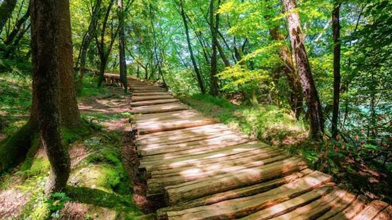 A wooden path in the forest leading into the distance