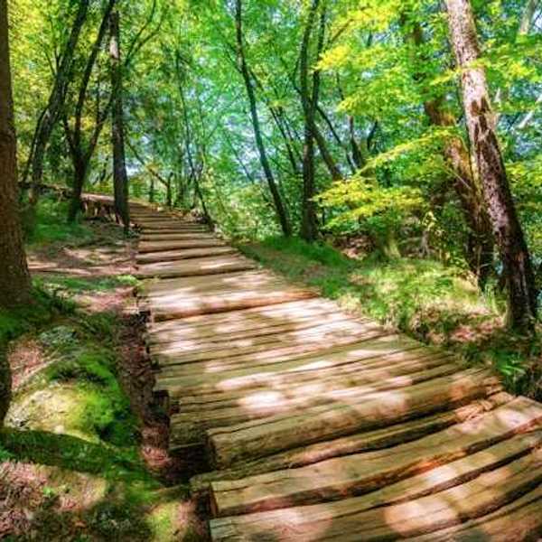 A wooden path in the forest leading into the distance