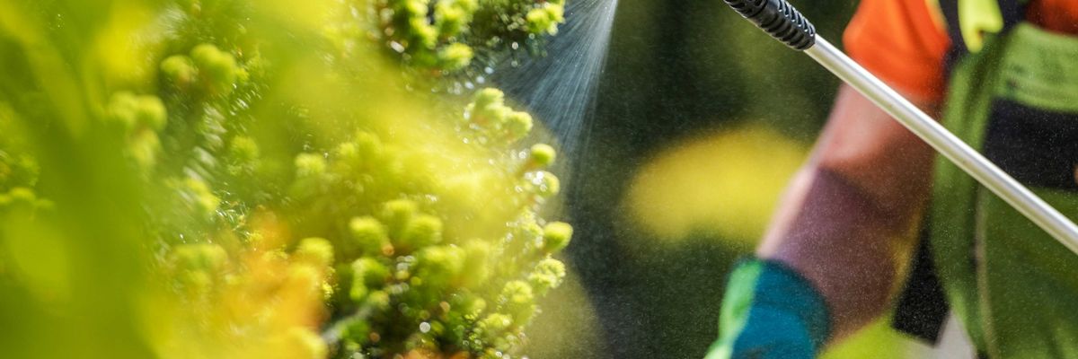 A worker in gloves uses a hand-held wand to spray pesticide on green plants.