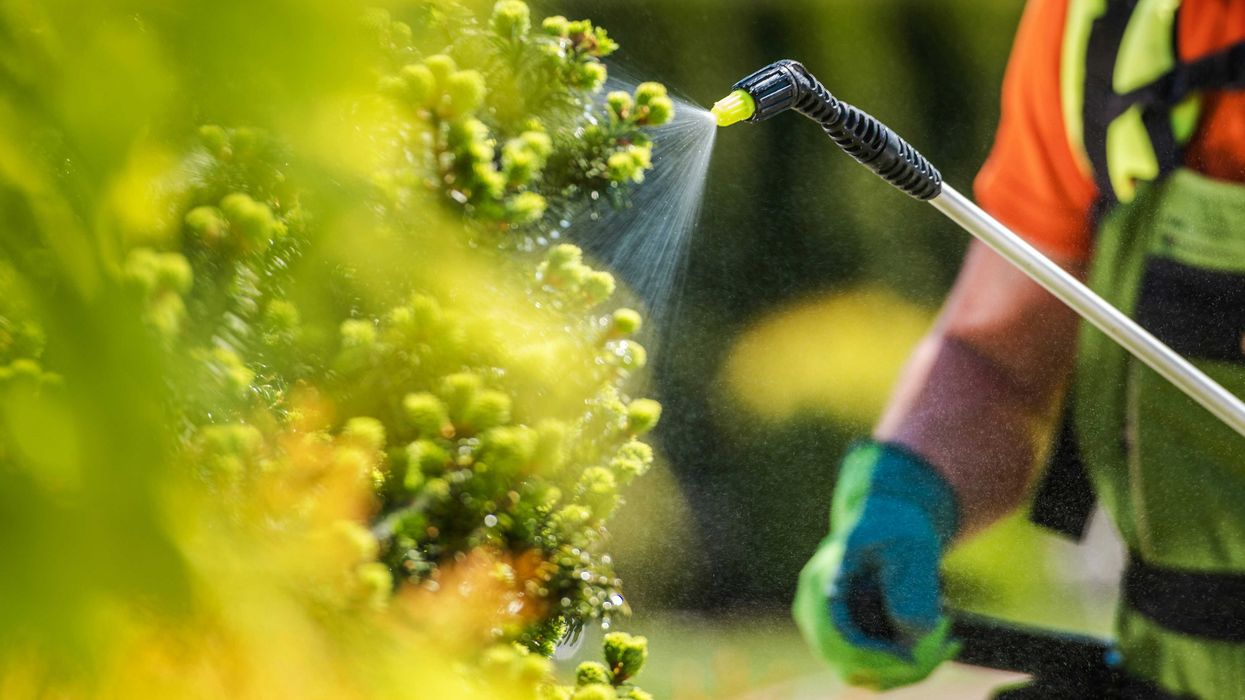 A worker in gloves uses a hand-held wand to spray pesticide on green plants.