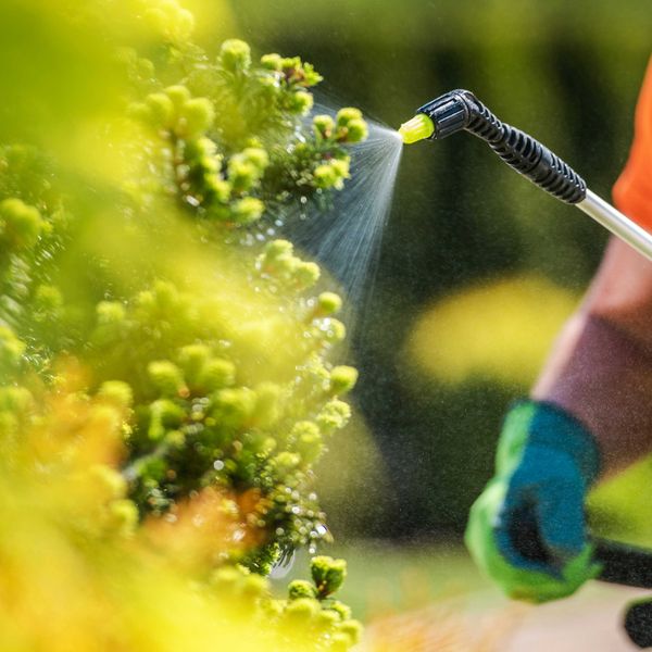 A worker in gloves uses a hand-held wand to spray pesticide on green plants.