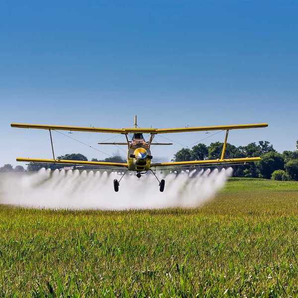 A yellow crop duster bi-plane applies chemicals to a field of vegetation.