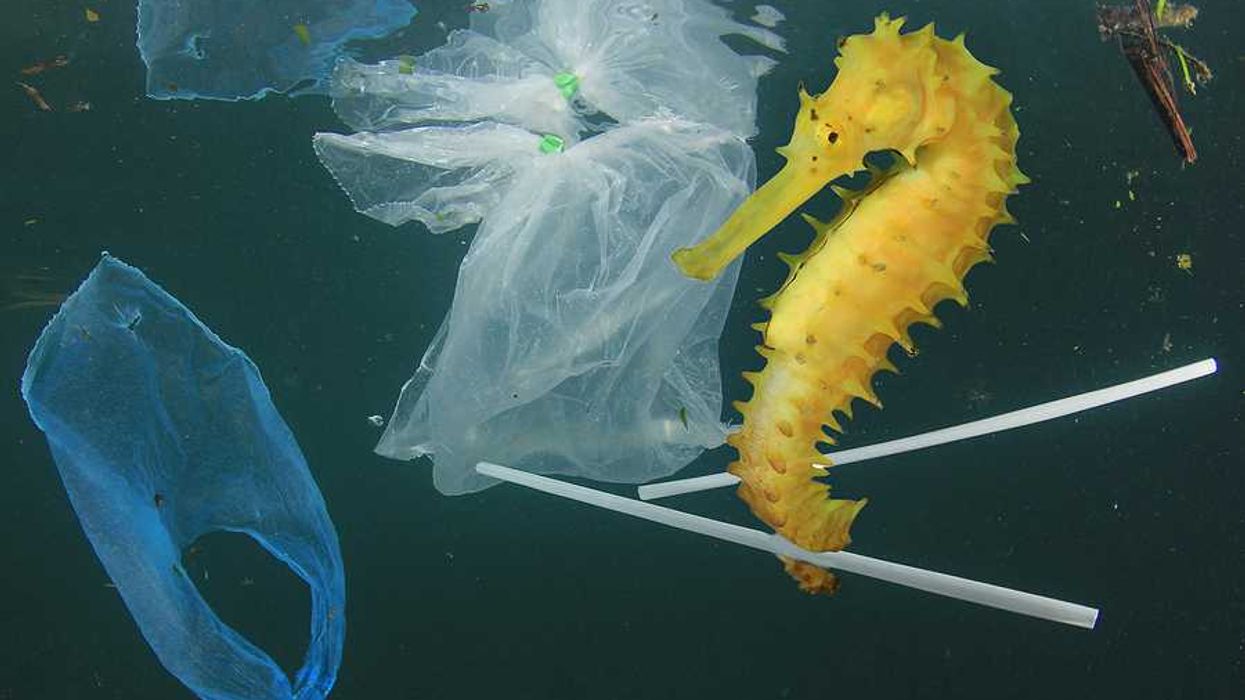 A yellow sea horse floating in the ocean with plastic trash