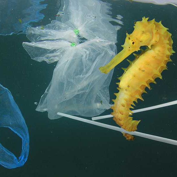 A yellow sea horse floating in the ocean with plastic trash