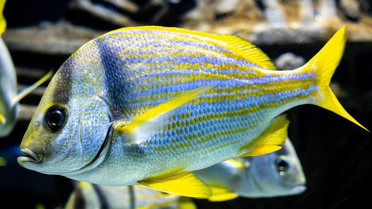 A yellowtail snapper fish with silver and yellow scales swimming in water